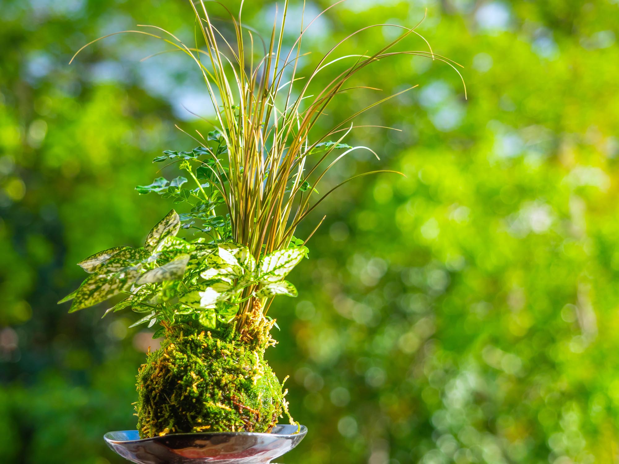 苔玉づくり［新しいスタイルのミニ盆栽］