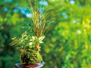苔玉づくり［新しいスタイルのミニ盆栽］