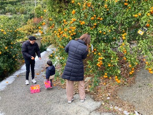 田縁農園セレクト 旬のかんきつ狩り