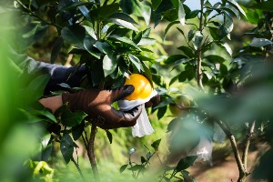 プチ柑橘農家体験－清見のサンテ入れ＆ポンカンの収穫体験ー